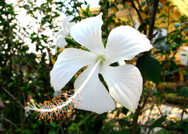 Valkoinen kukka Chiang Raissa Thaimaassa. 