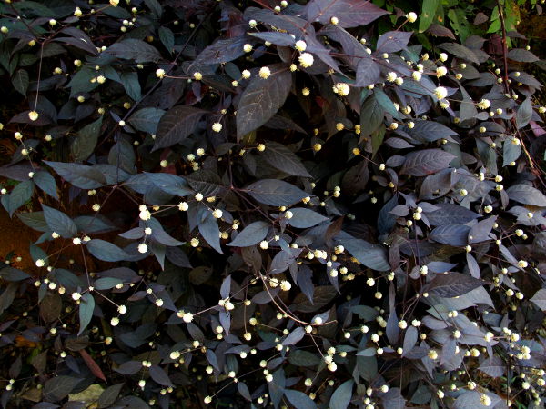 Pieniä pallomaisia kukkia tummalehtisessä pensaassa Thaimaan Koh Sametilla ja muuallakin maassa näitä on näkynyt teiden varsilla. 