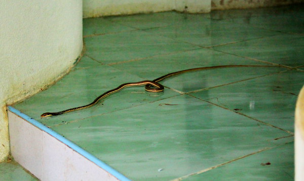 Identifioin käärmeen jonkinlaiseksi bronzeback käärmeeksi, joita näen silloin tällöin metsässä ulkoiluttaessani koiraturvatarhan koiria. Tämän ei pitäisi olla myrkyllinen. 