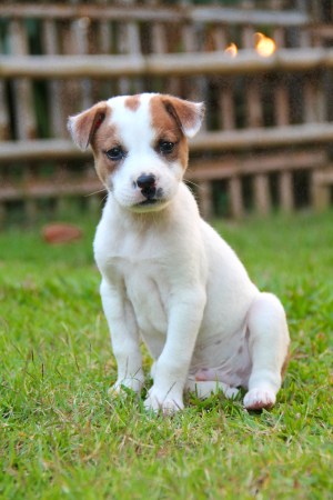 pentu istuu nurmikolla._blogi