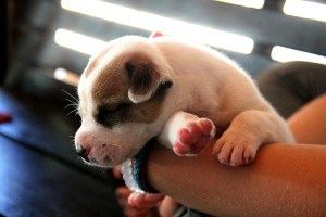 Pentu 4-viikkoisena tarhalle tultuaan. 