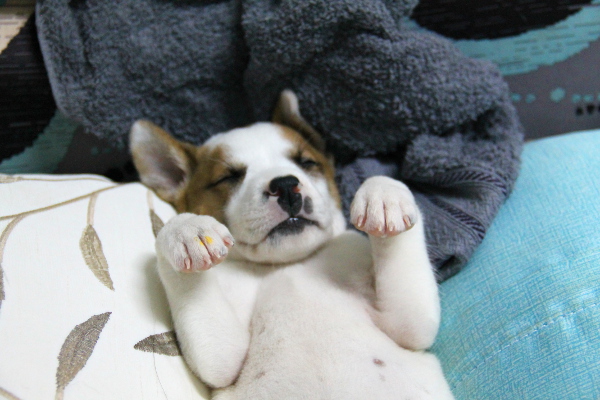 pentu nukkuu tassut koukussa_blogiin