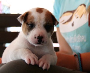 Pentu arviolta neliviikkoisena juuri tarhalle saavuttuaan.