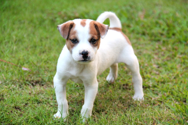 pentu seisoo nurmikolla_blogi