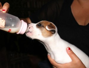 Pennulle syötettiin aluksi tuttipullolla vuohenmaitoa ja koiranmaidonkorviketta. 