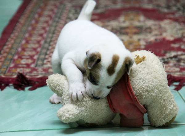 Toivottavasti tämäkin vesseli saa hyvän kodin kasvettuaan vähän. 