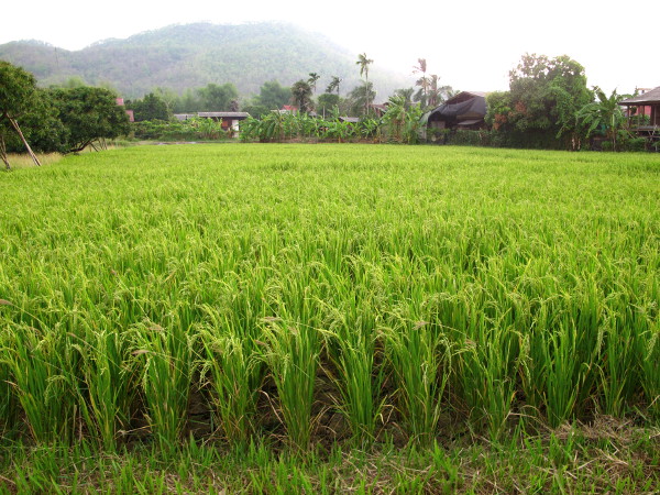 Riisipeltoa koiratarhalta 1 km pohjoiseen. 
