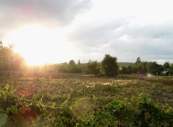 Auringonlaskua niityllä majapaikastani vähän etelään. 