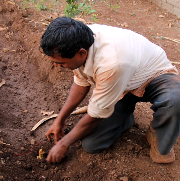 Sokeriruo´on istuttamista. 