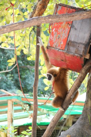 Kuvasin tämän vuodesta toiseen narun päässä elävän apinan eilen Koh Taolla. Tämä taitaa olla gibboni, joista kaikki ovat joko äärimmäisen uhanalaisia tai erittäin uhanalaisia. Mitä liikkuu semmoisen ihmisen päässä joka tekee tämmöistä?