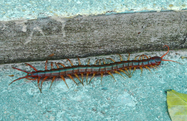 Tämä jotain 30-senttinen juoksujalkainen kipitti Thaimaassa Koh Taon Saireen rantakujalla. 