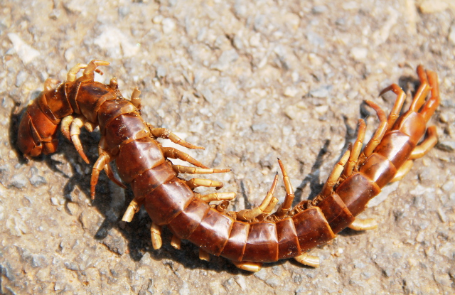 Kuollut juoksujalkainen Chiang Maissa. 
