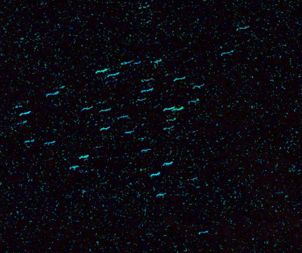 Hohdetta luolan sisällä. Kiiltotoukkien hohto on sinistä. 