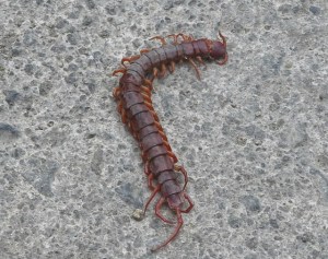 Kuollut juoksujalkainen Koh Taolla. 