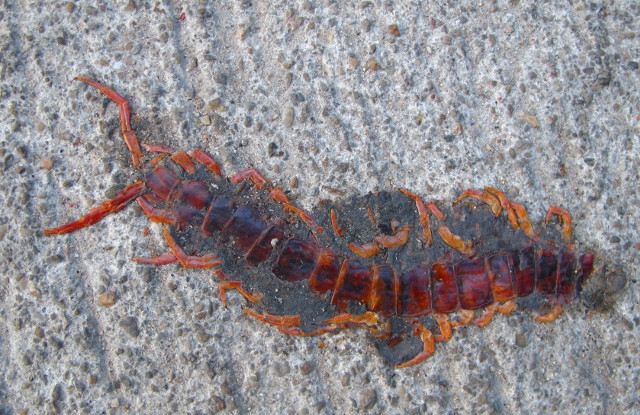 Liiskautunut juoksujalkainen Koh Taolla. 