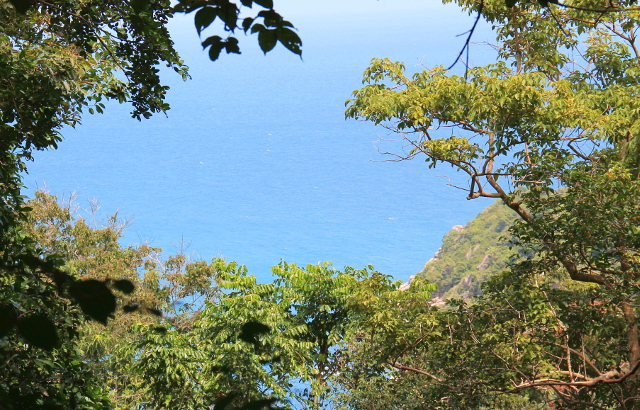 Meri pilkottaa metsäpolulle. 