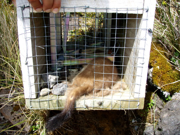 Inhottava homma, kuollut näätä ansassa. Onneksi tämmöiset tappoansat ovat Suomessa kiellettyjä. 