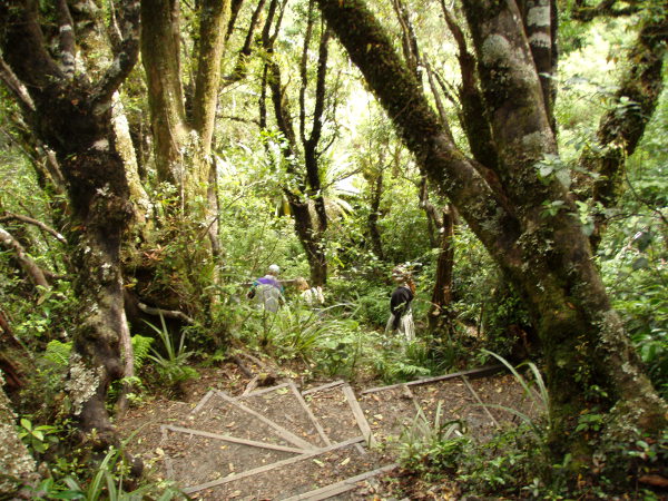 Raput Dawson Fallseilla. 