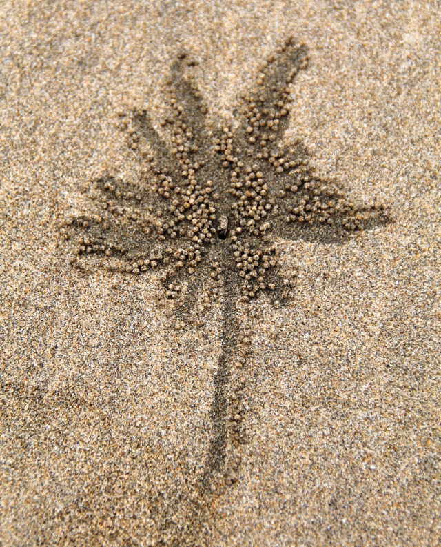 Ravun tekemä palmukuvio. 