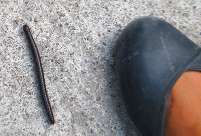 Tuhatjalkainen näyttää vaarattomalta monijalkaiselta madolta juoksujalkaisiin verrattuna. 