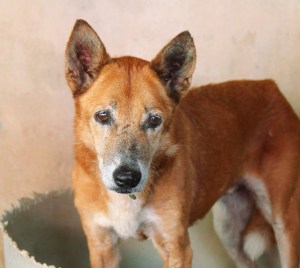 Vanilla on koira, jonka päälle oli heitetty kuumaa öljyä viime marraskuussa Chiang Maissa Thaimaassa. Tässä hän on toipumassa koiraturvatarhalla, jossa se oppi uudelleen liikkumaan ja luottamaan ihmisiin. 