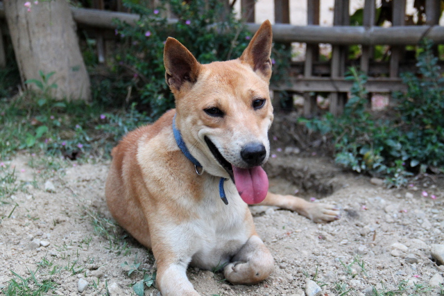 Alfa on toinen Suomeen muuttava koira. 