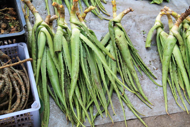 Näyttäisi aloelta tai muulta mehikasvilta. 