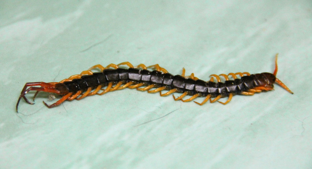 Tuhatjalkaisiin kuuluva juoksujalkainen. 