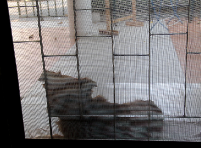 Duu Duu oven edessä hyttysverkon takana. 