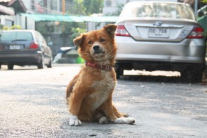 Duu Duu meidän kadulla.