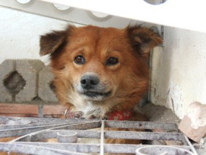 Duu Duu kurkkaa pihamme kukkapenkin nurkassa, johon on laitettu tommoinen metallieste hänen takiaan. 