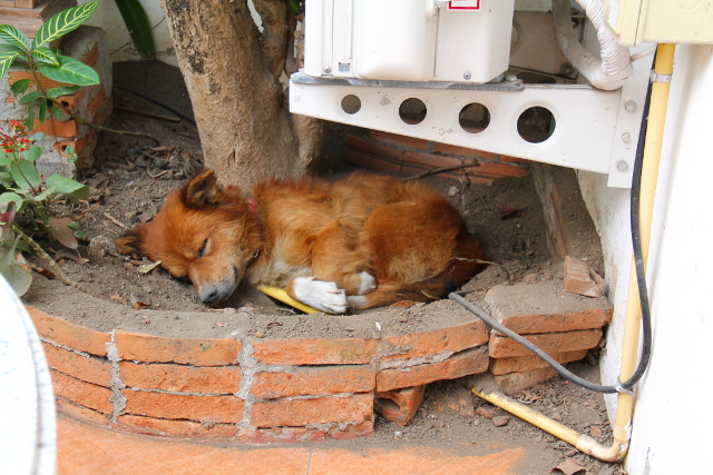 Duu Duu nukkuu kukkapenkissä, otin metalliesteen pois. Pitäisi ehkä ostaa tuohon puun juurelle jotain somistetta pois muuttaessa, mutta Duu Duu jatkaa kyllä pihalla oleskelua meidän poistuttuakin. Varmaan se on hengannut edellistenkin asukkaiden kanssa. 