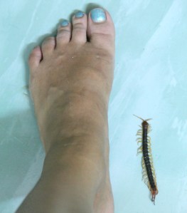 Tämän juoksujalkaisen koko jalkaani nähden. Isompiakin on näkynyt, ehkä jopa kaksinkertaisia. 