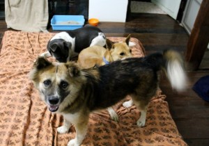 Edessä Namon ja takana Jössi ja Alfa. 