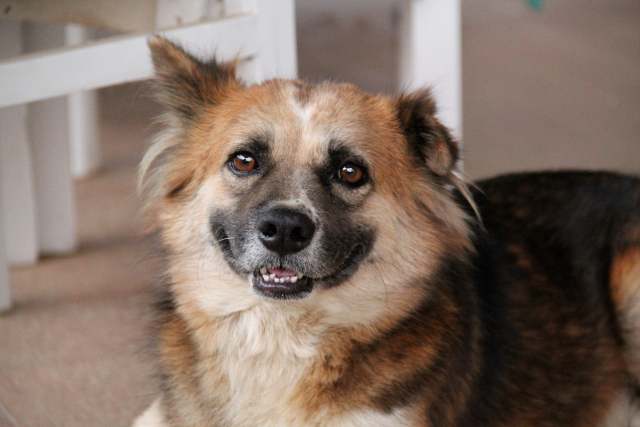 Namon on saanut kodin yli vuosi sitten kun koiratarhan vapaaehtoinen adoptoi sen. 