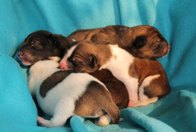 Edellisenä päivänä syntyneet pennut. 