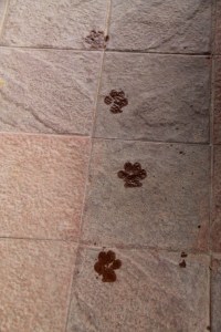 Käärmeet häiritsevät eniten koirien takia. Käärmeen nähdessään ihmiset välttävät sitä, mutta koirien kanssa pelkään että ne menevät sörkkimään käärmeitä. 