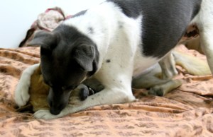 Jössi ja Alfa painivat. 