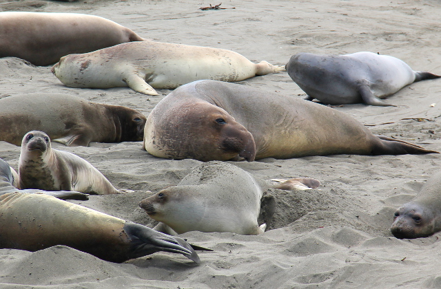 iso ja pieni merinorsu