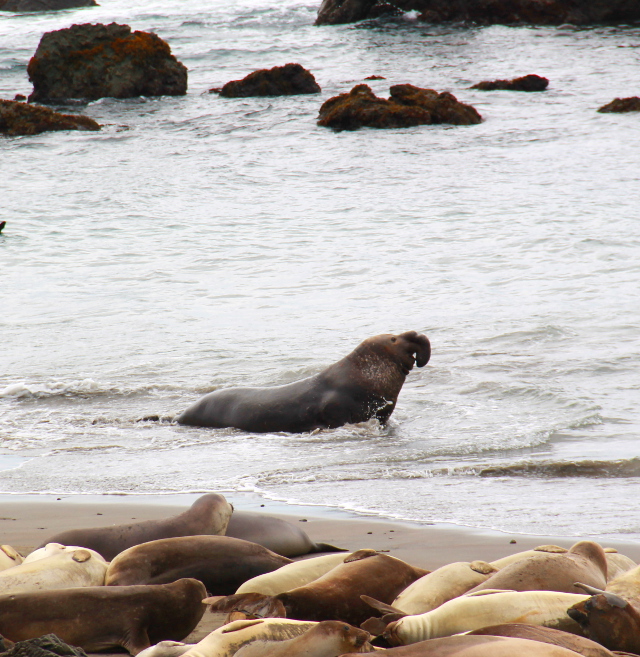 Tällä alfauroksella oli mahtava kärsä. 