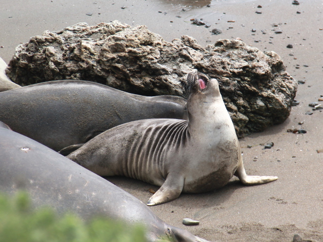 Tämä merinorsu protestoi kun sen takana olevan hylje aikoi kulkea sen yli. Lopulta pienempi joutui väistämään. 