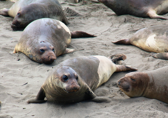 En voi ymmärtää miten kukaan on voinut tehdä merinorsuille pahaa. Niiden luultiin kuolleen metsästyksen vuoksi alueelta sukupuuttoon, mutta ne palasivat sinne -90-luvun alussa ja ovat onnistuneet lisäämään määräänsä. 