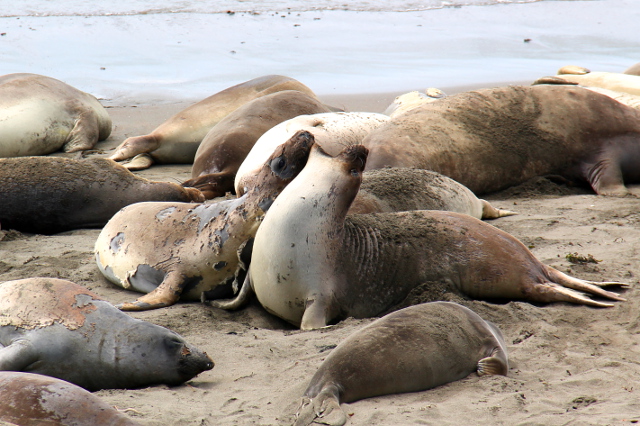 Kaksi merinorsua kinastelevat, todennäköisesti vain siitä kumpi siirtyy toisen tieltä. Varsinainen urosten tappelukausi on muulloin. 