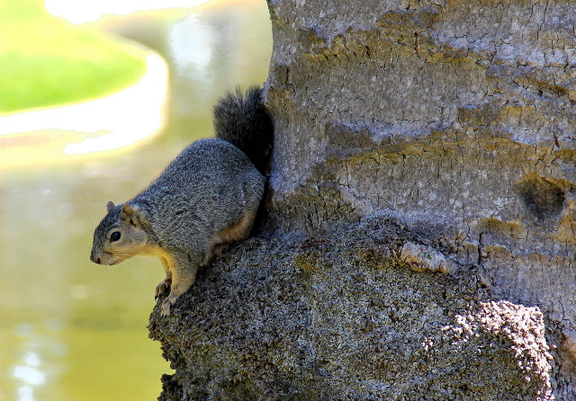 orava