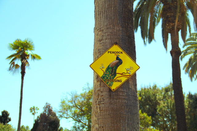 peacock crossing