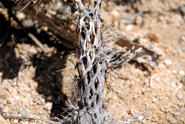 Chollakaktuksen luuranko.