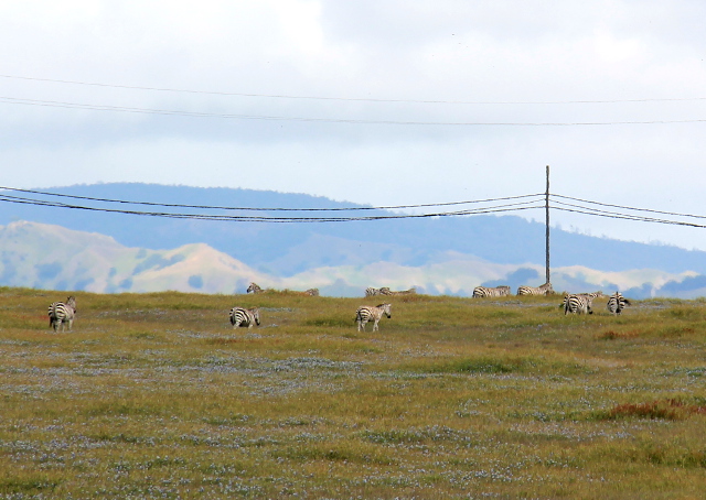 Hearst Ranchin seeproja tien vieressä laiduntamassa, vähän matkaa merinorsupaikasta etelään. 