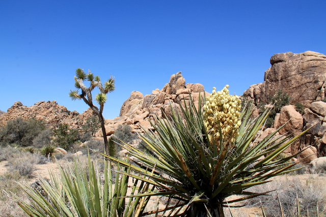 joosuanjukka ja kukkiva jukka