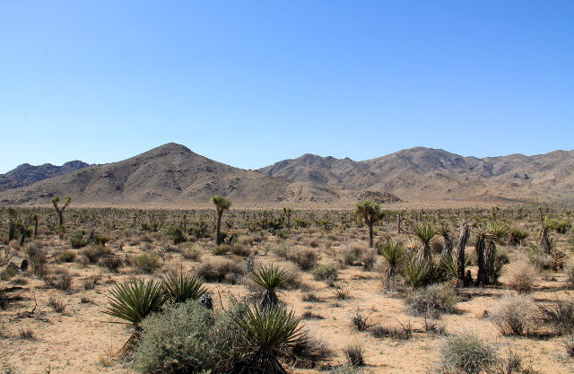 Joshua Treen kansallispuiston pohjoisosan maisemia. 