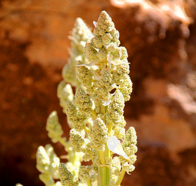 Tältä näyttää toisenlainen jukan kukka. 